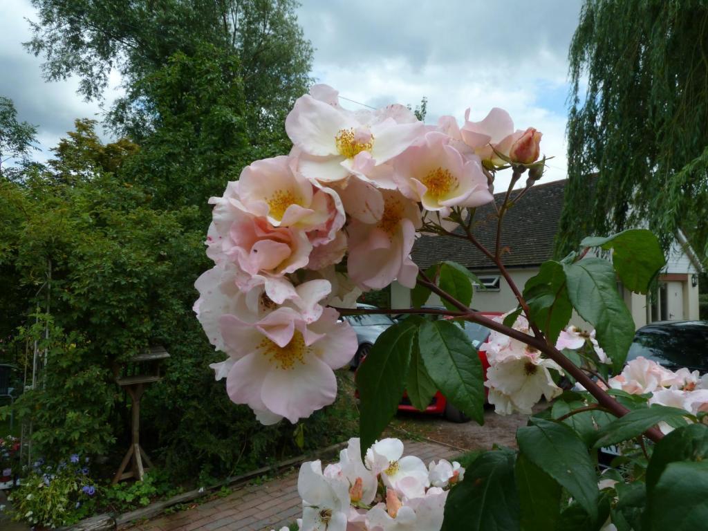 The Willows Guest House Takeley Quarto foto